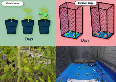 Machine Learning for Automatic Classification of Tomato Ripening Stages Using Electrophysiological Recordings